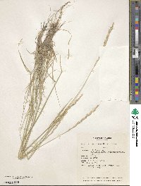 Elymus lanceolatus subsp. lanceolatus image