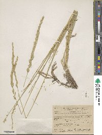 Elymus lanceolatus image