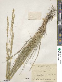 Elymus lanceolatus image