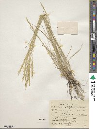 Elymus lanceolatus image