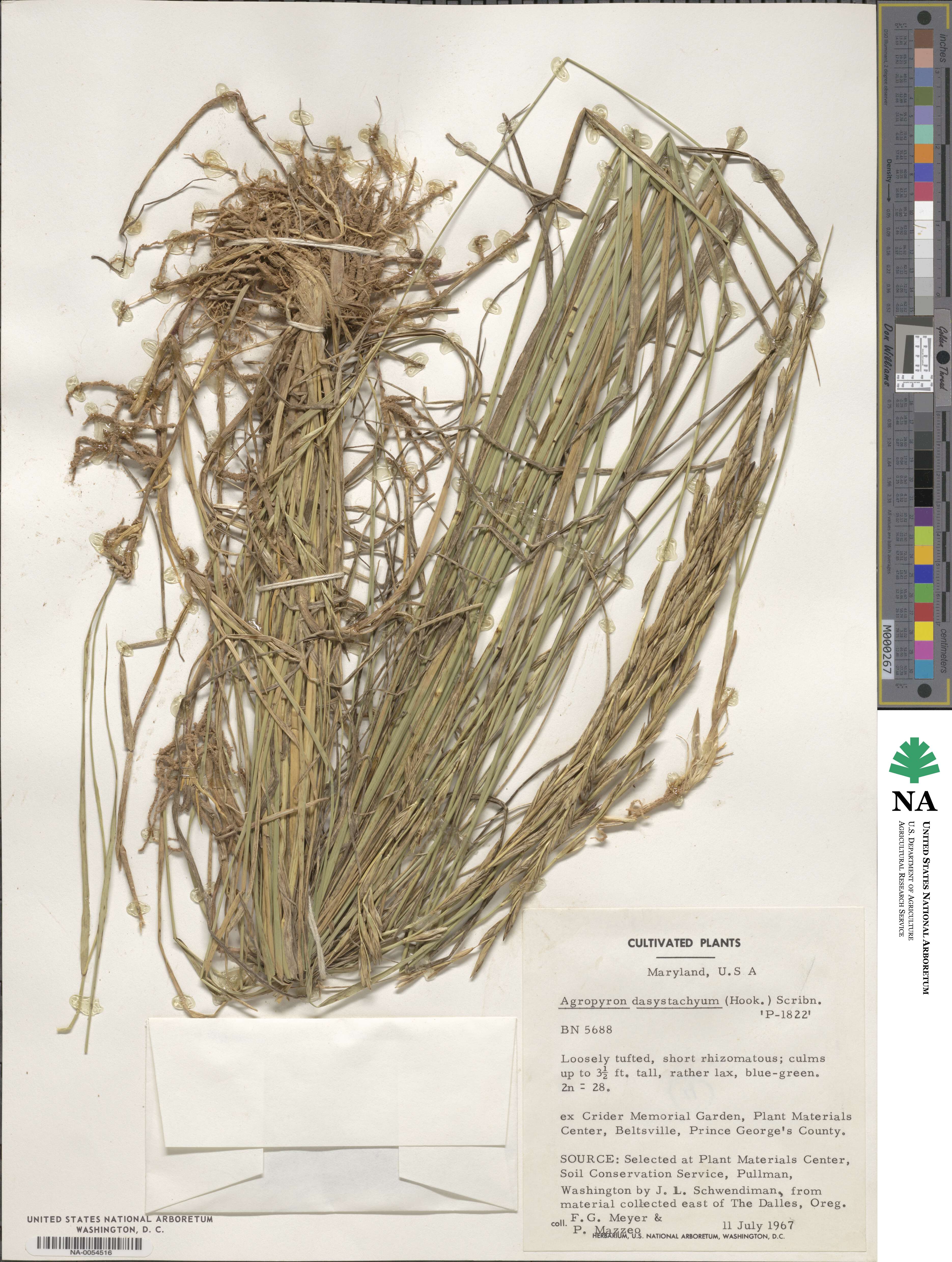 Elymus lanceolatus subsp. lanceolatus 'P-1822' image