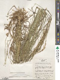 Elymus lanceolatus image