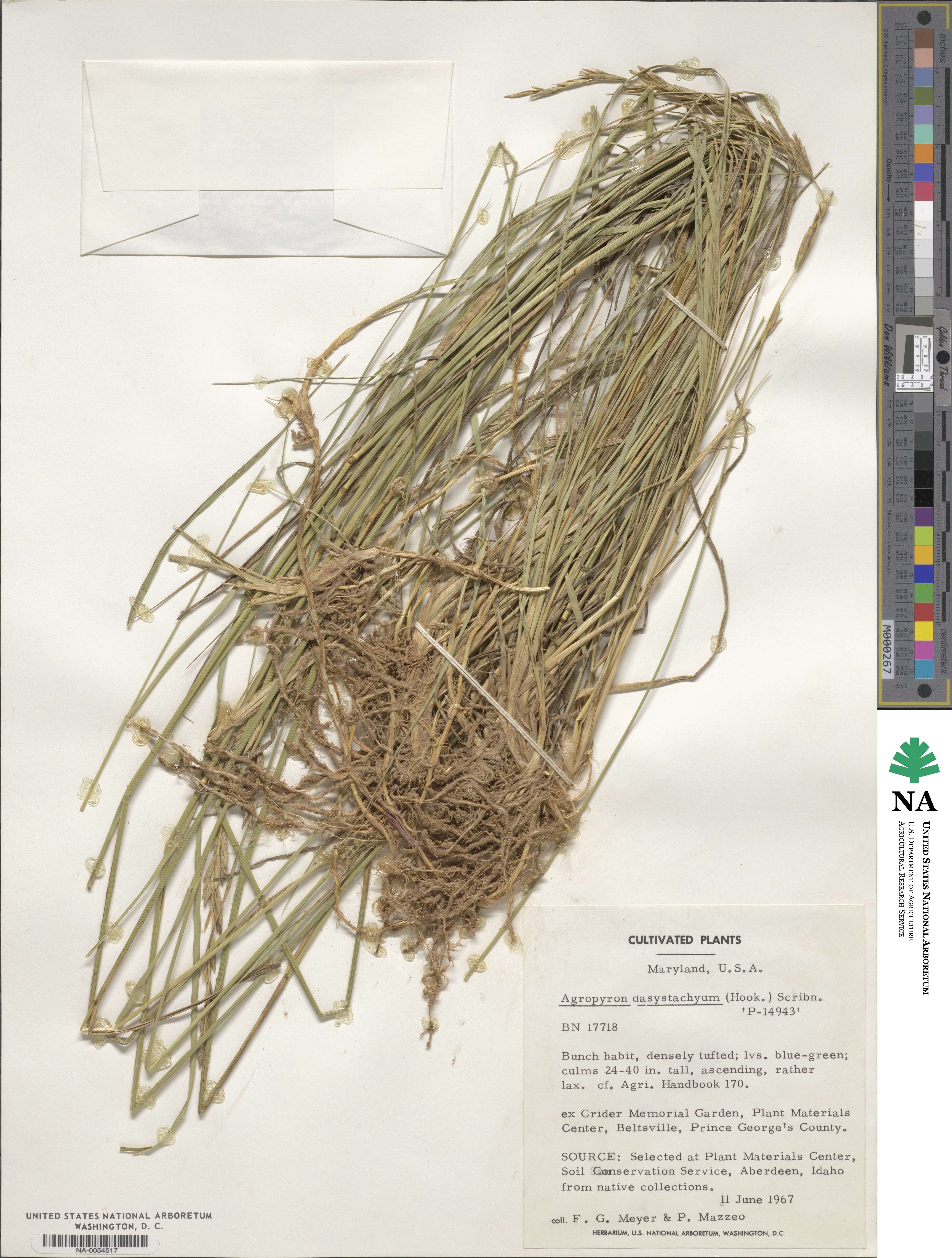 Elymus lanceolatus subsp. lanceolatus 'P-14943' image