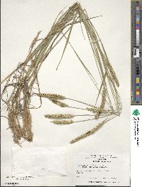 Agropyron desertorum image