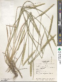 Agropyron desertorum image