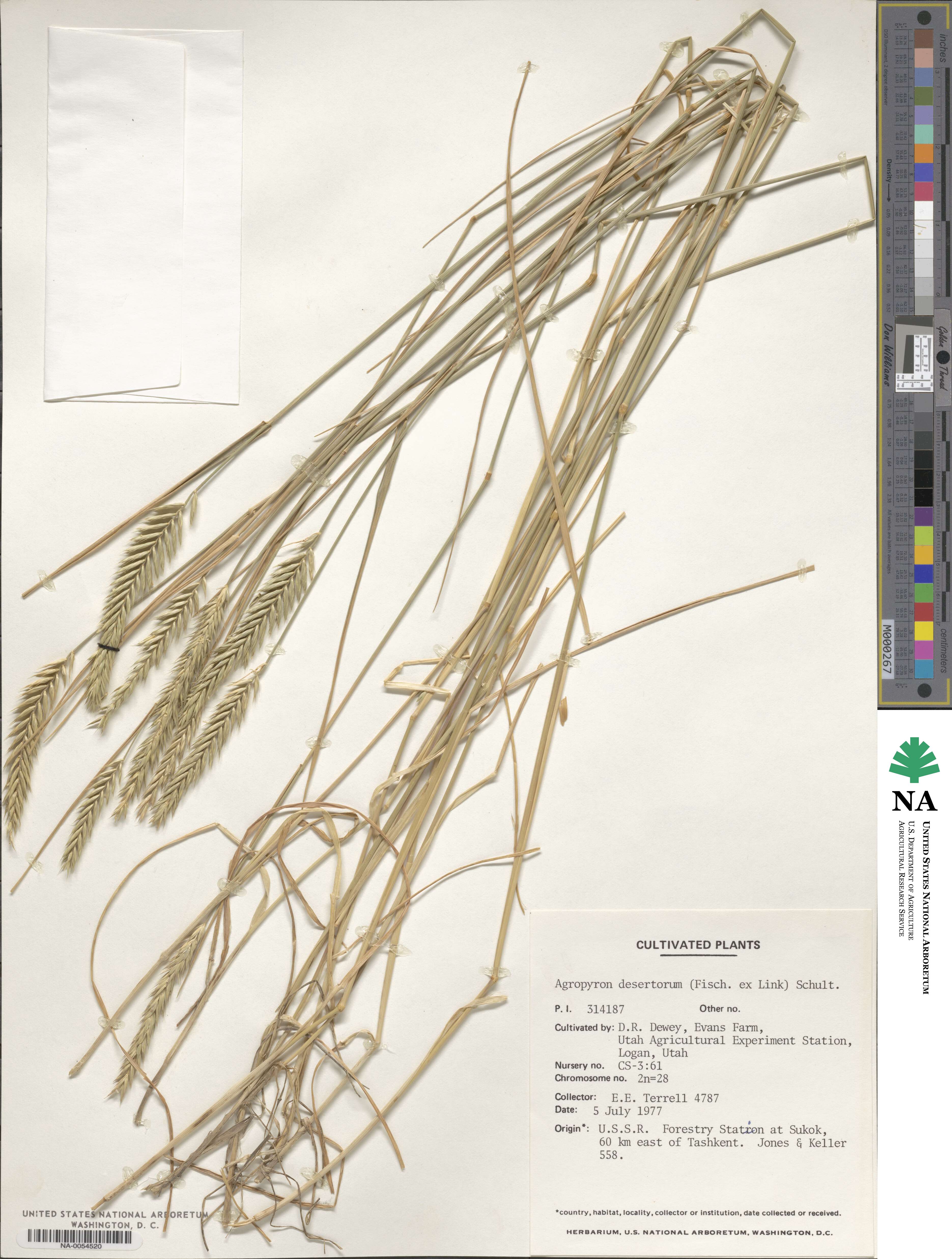 Agropyron desertorum image