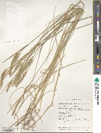 Agropyron desertorum image