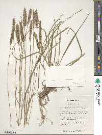 Agropyron desertorum image