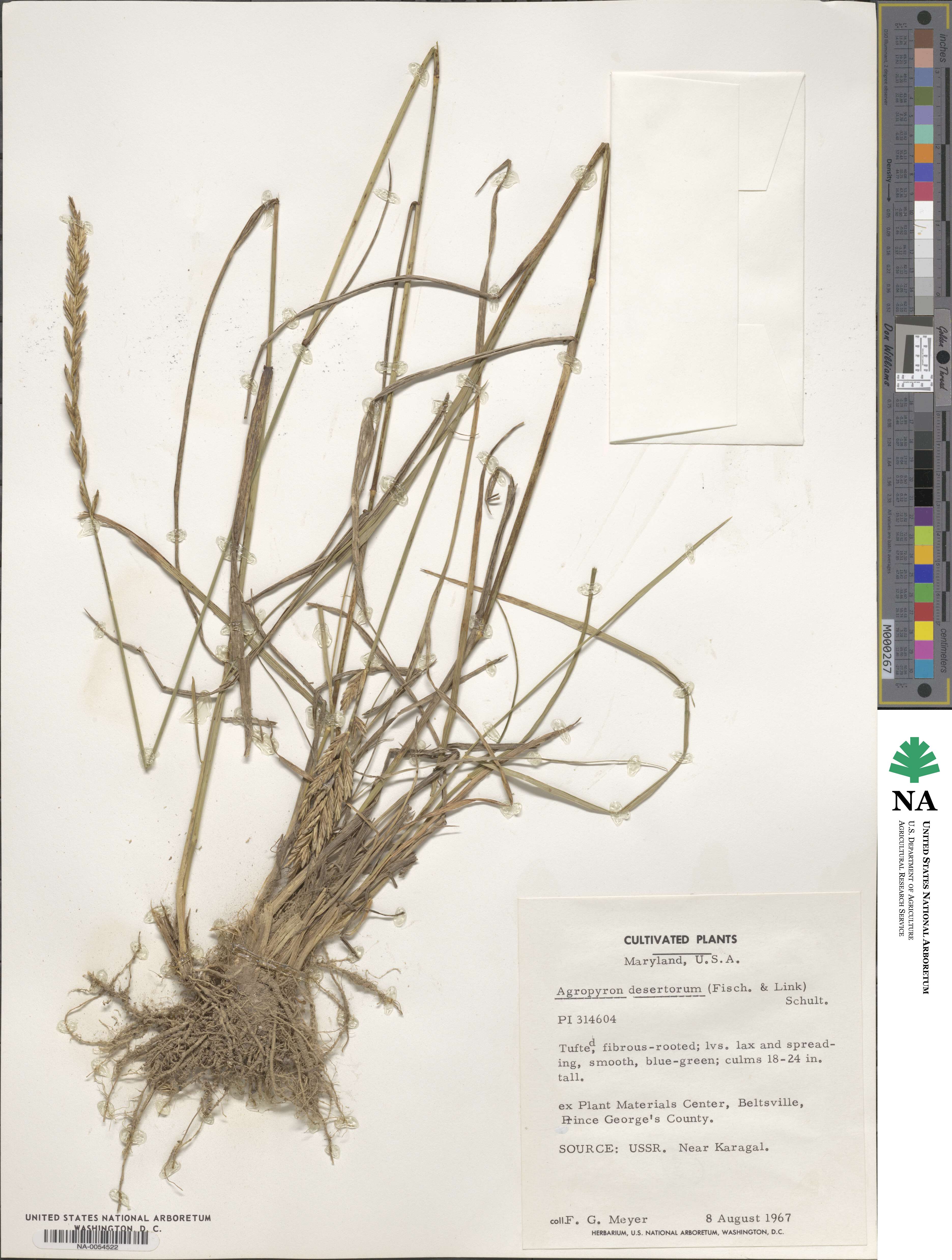 Agropyron desertorum image