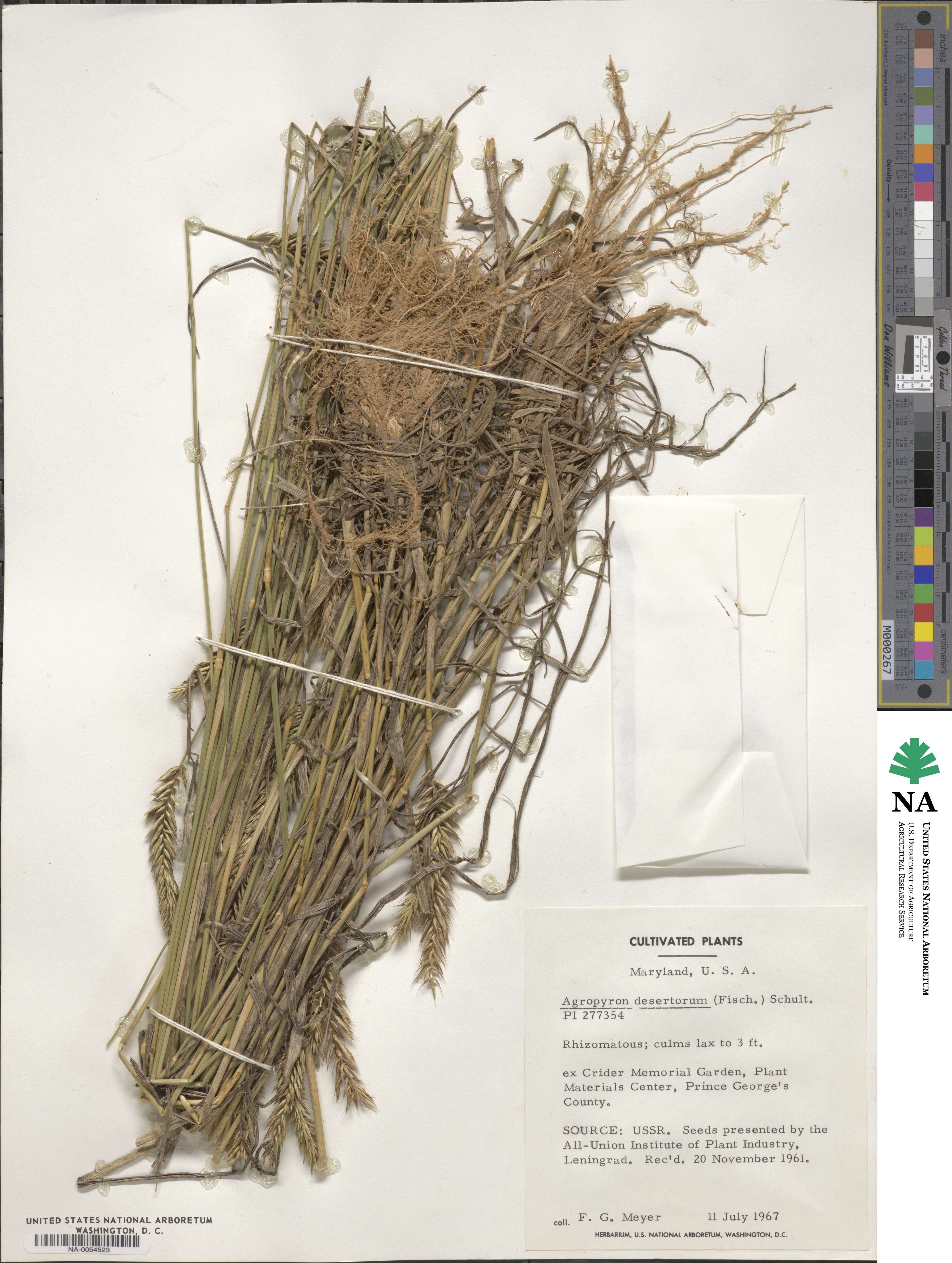 Agropyron desertorum image