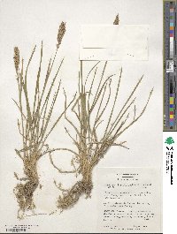 Agropyron desertorum image