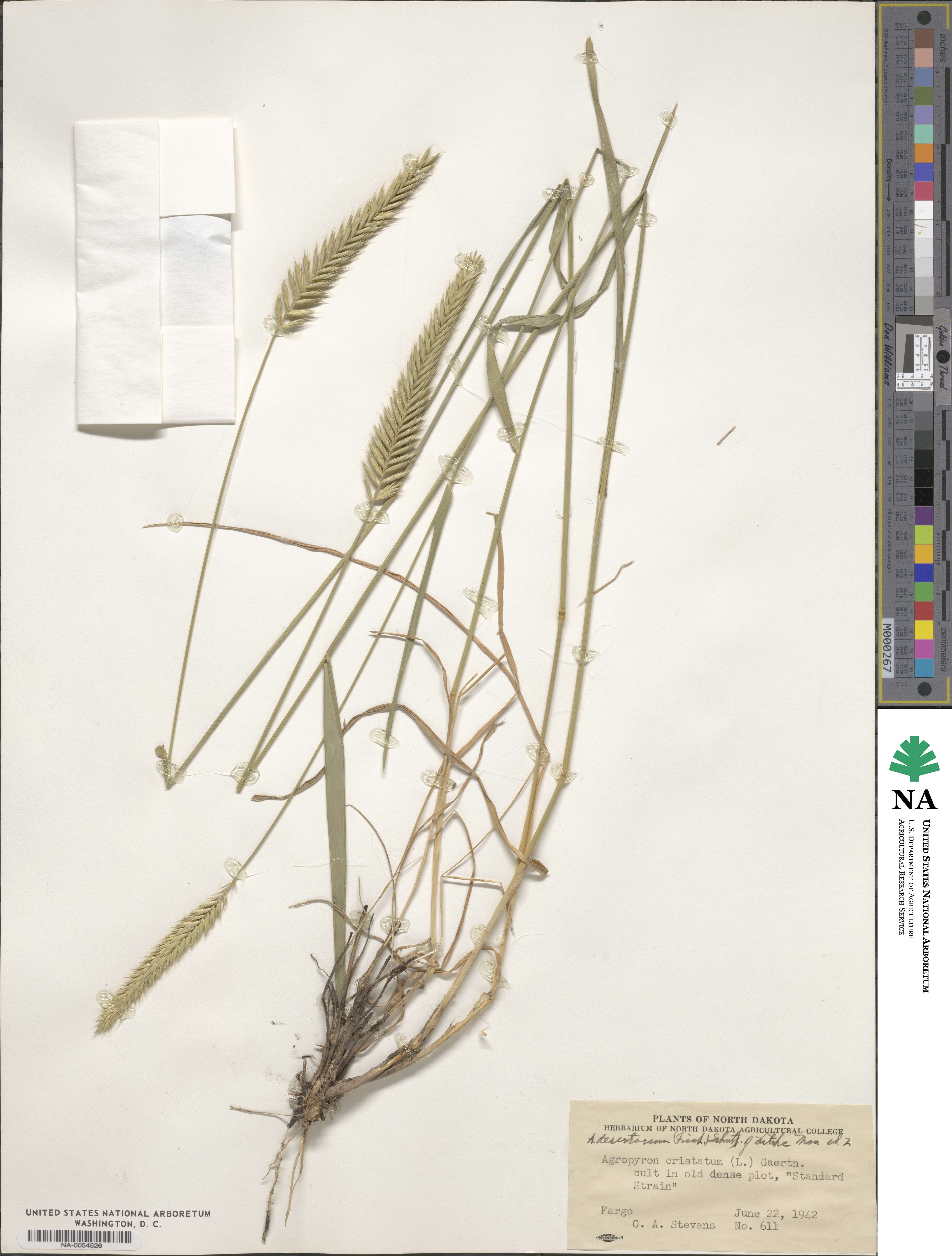 Agropyron desertorum image