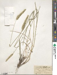 Agropyron desertorum image