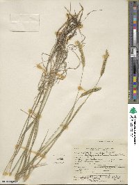 Agropyron desertorum image