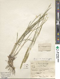 Agropyron desertorum image