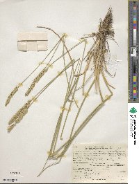 Agropyron desertorum image