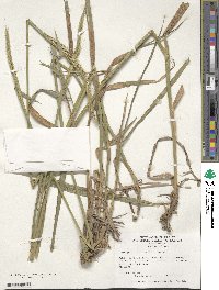 Elymus drobovii image