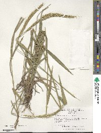 Elymus drobovii image