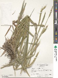 Elymus drobovii image