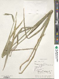 Elymus drobovii image