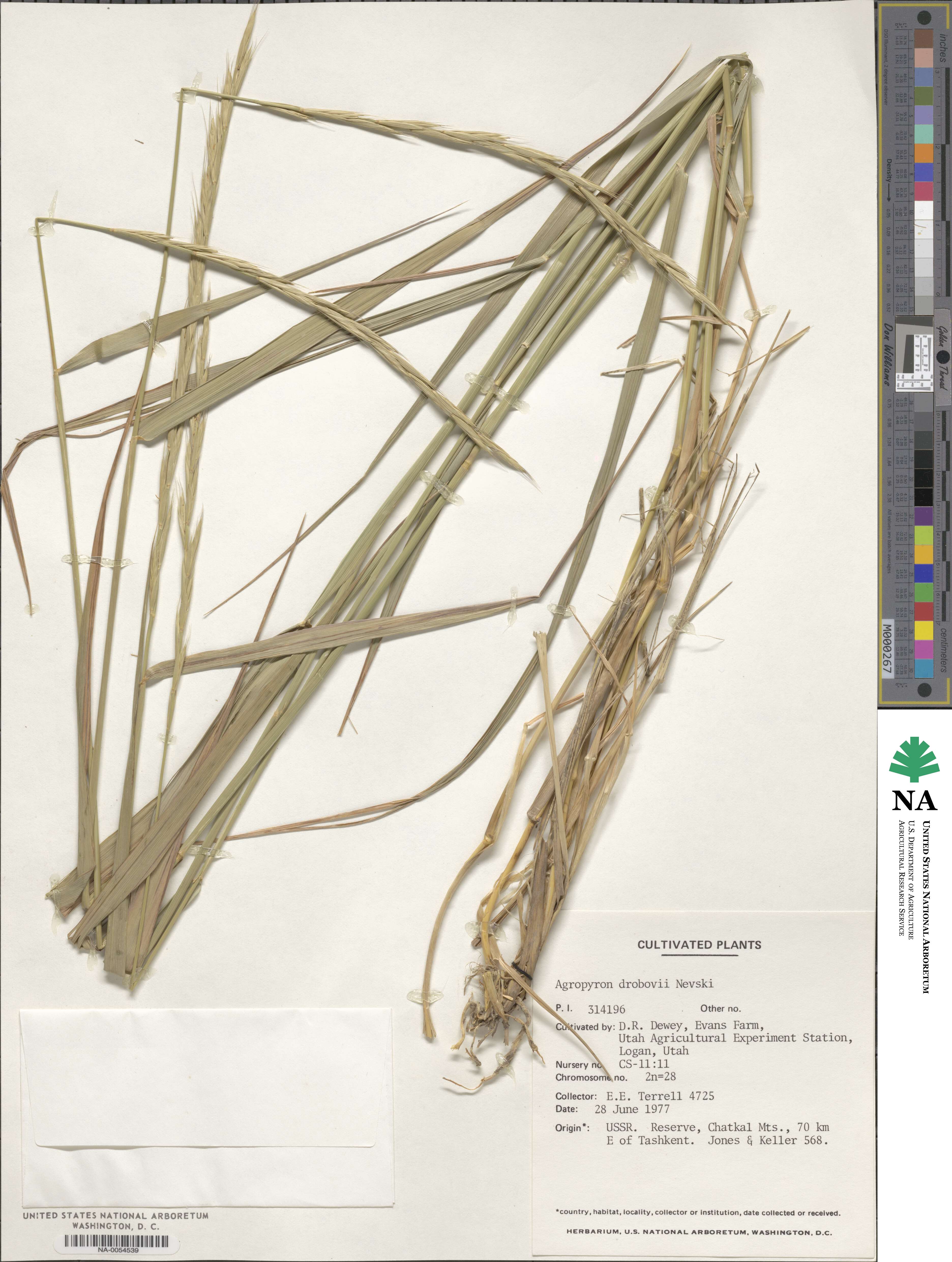 Elymus drobovii image