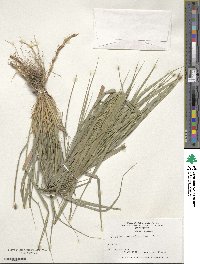 Elymus repens subsp. elongatiformis image