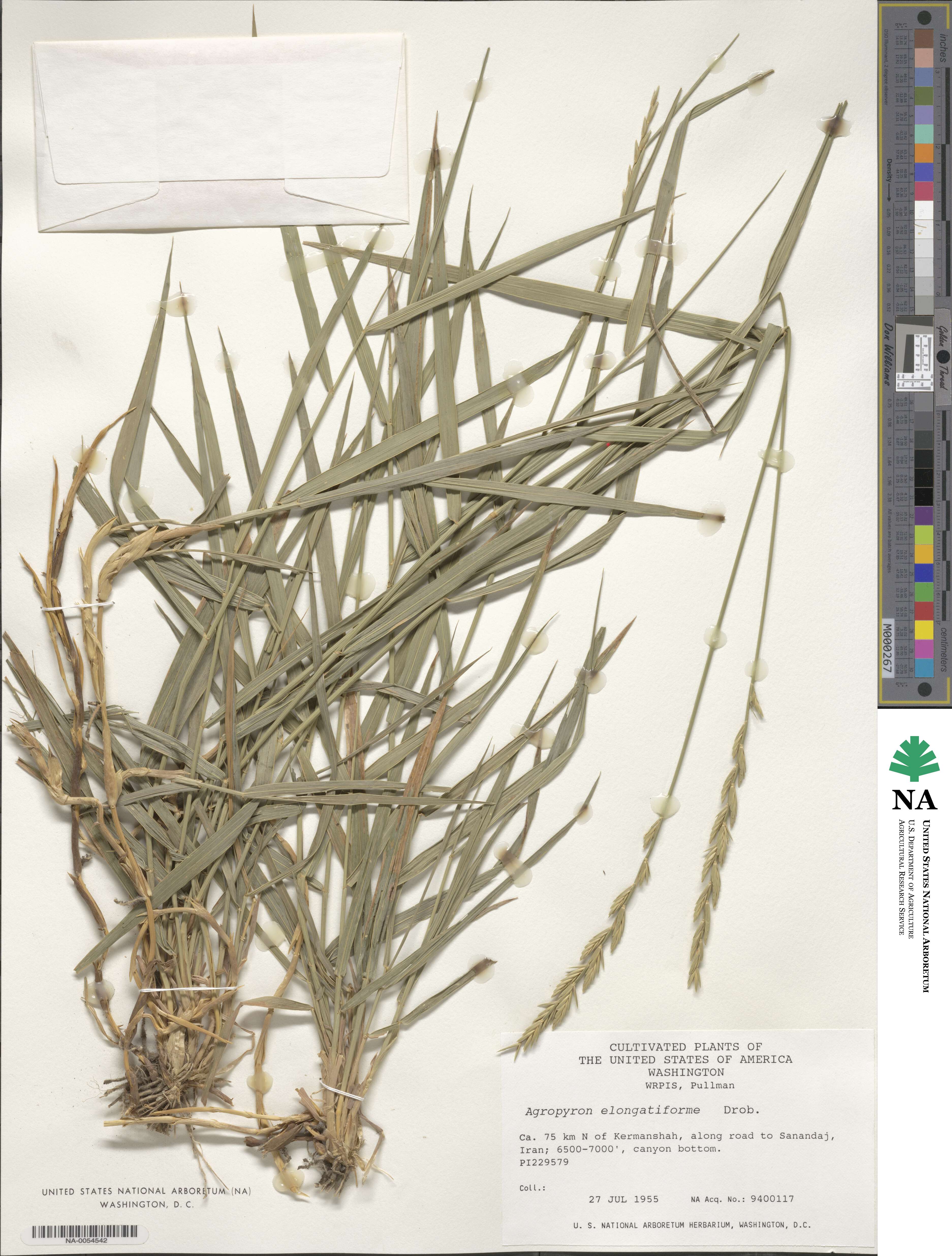 Elymus repens image
