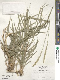 Elymus repens image