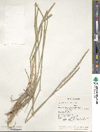 Elymus repens image