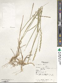 Elymus repens subsp. elongatiformis image