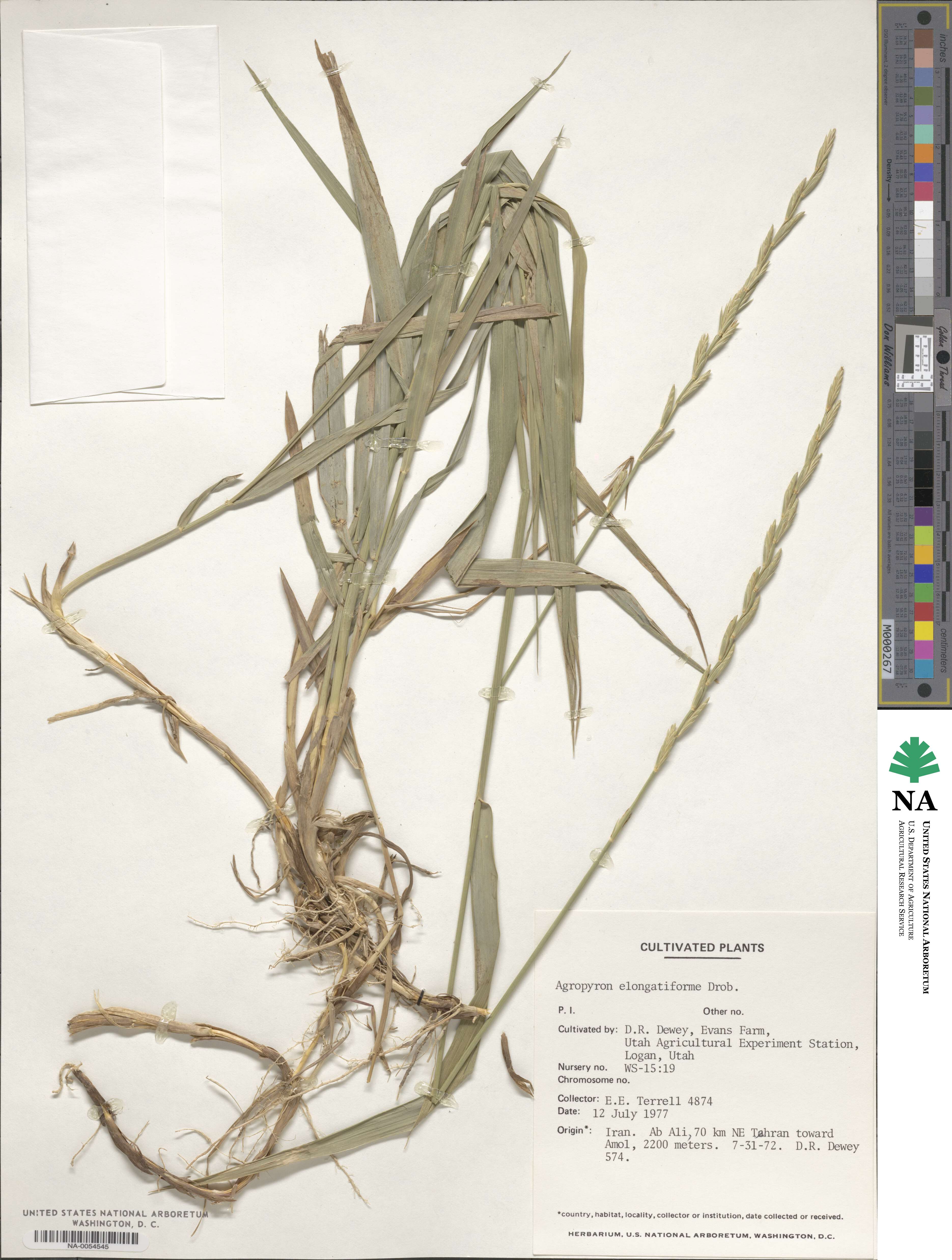 Elymus repens subsp. elongatiformis image