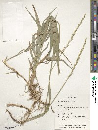 Elymus repens image