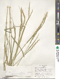 Elymus repens subsp. elongatiformis image