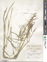 Elymus repens image