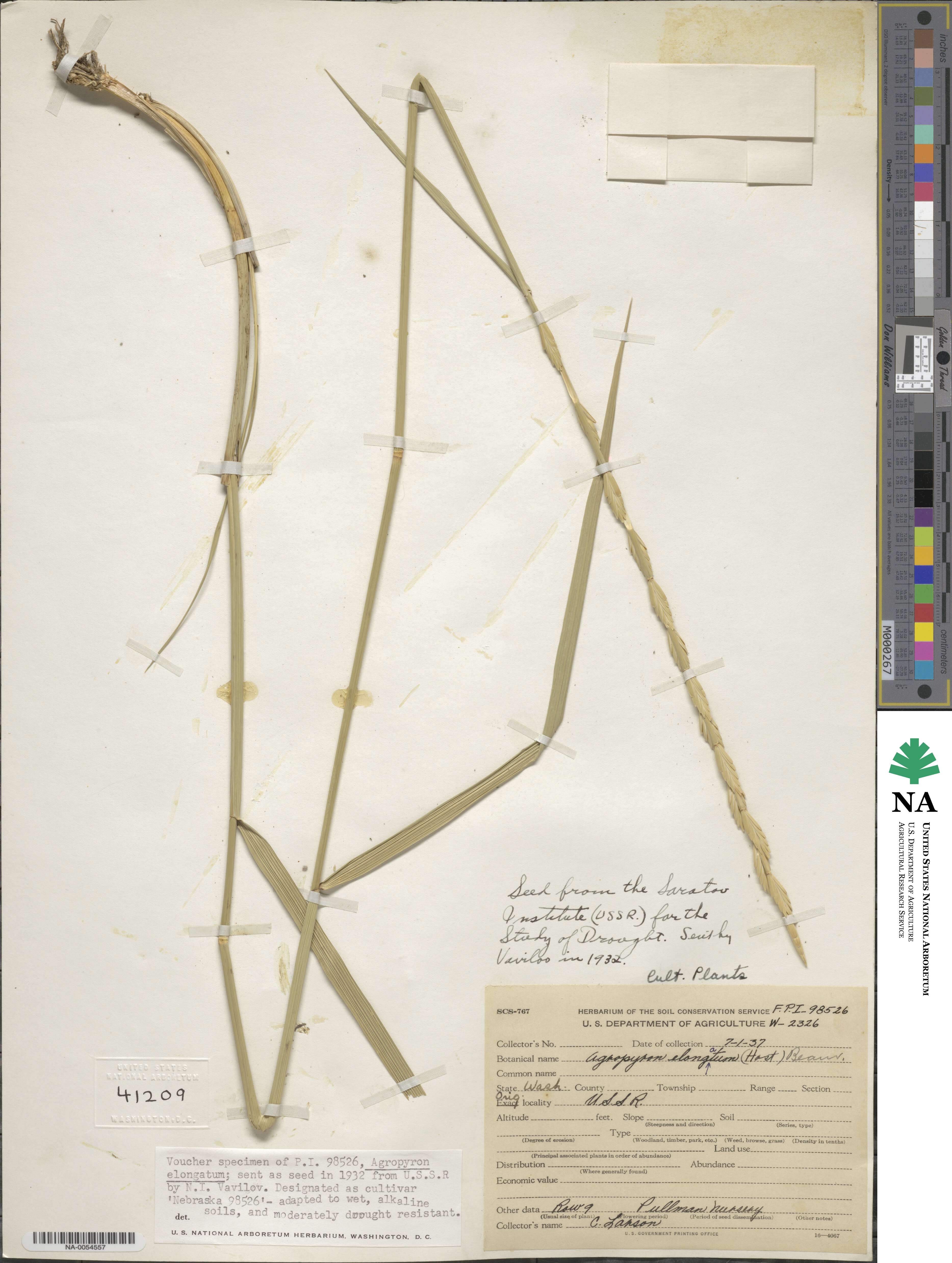 Thinopyrum elongatum image