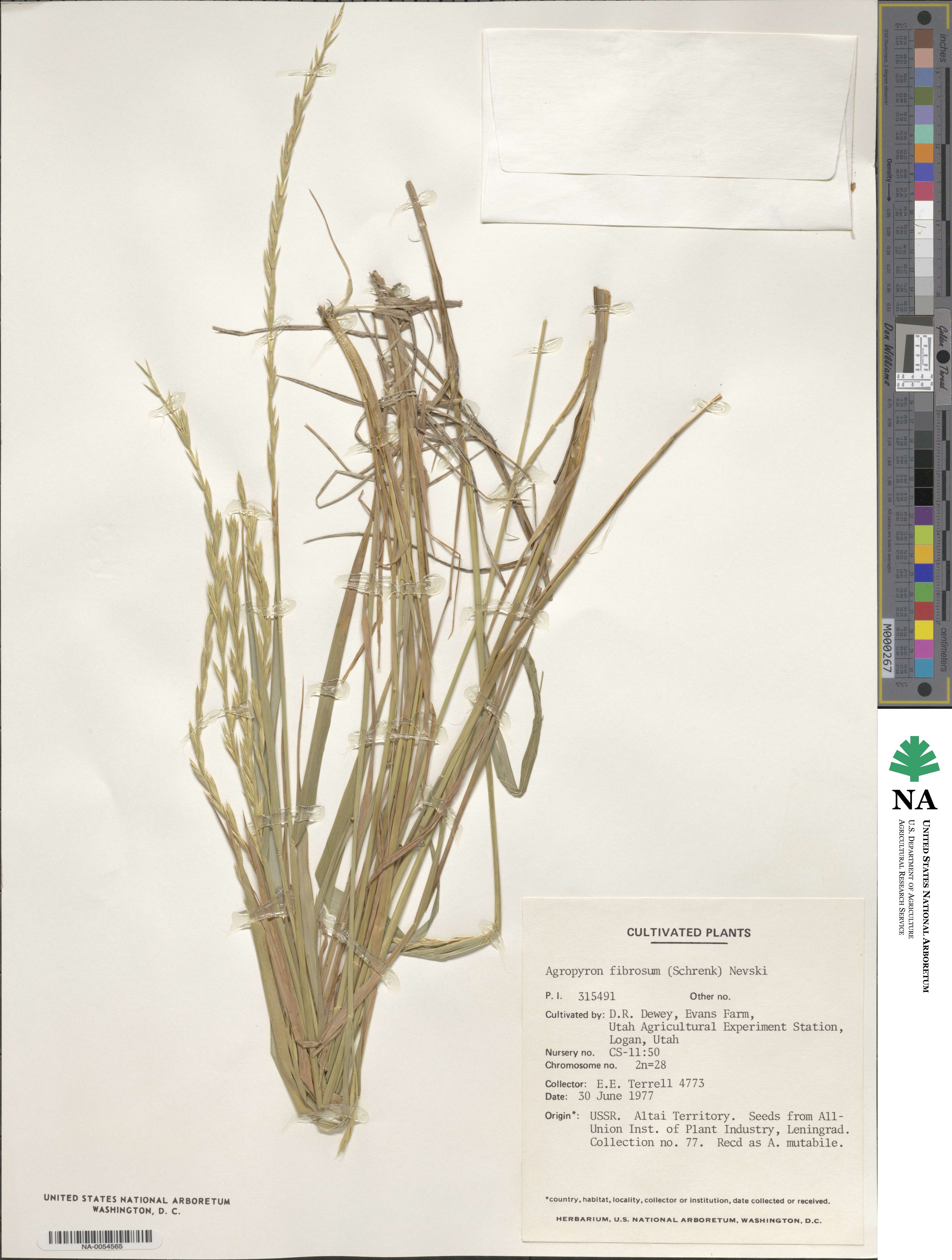 Elymus fibrosus image