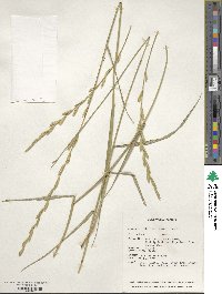 Elymus fibrosus image