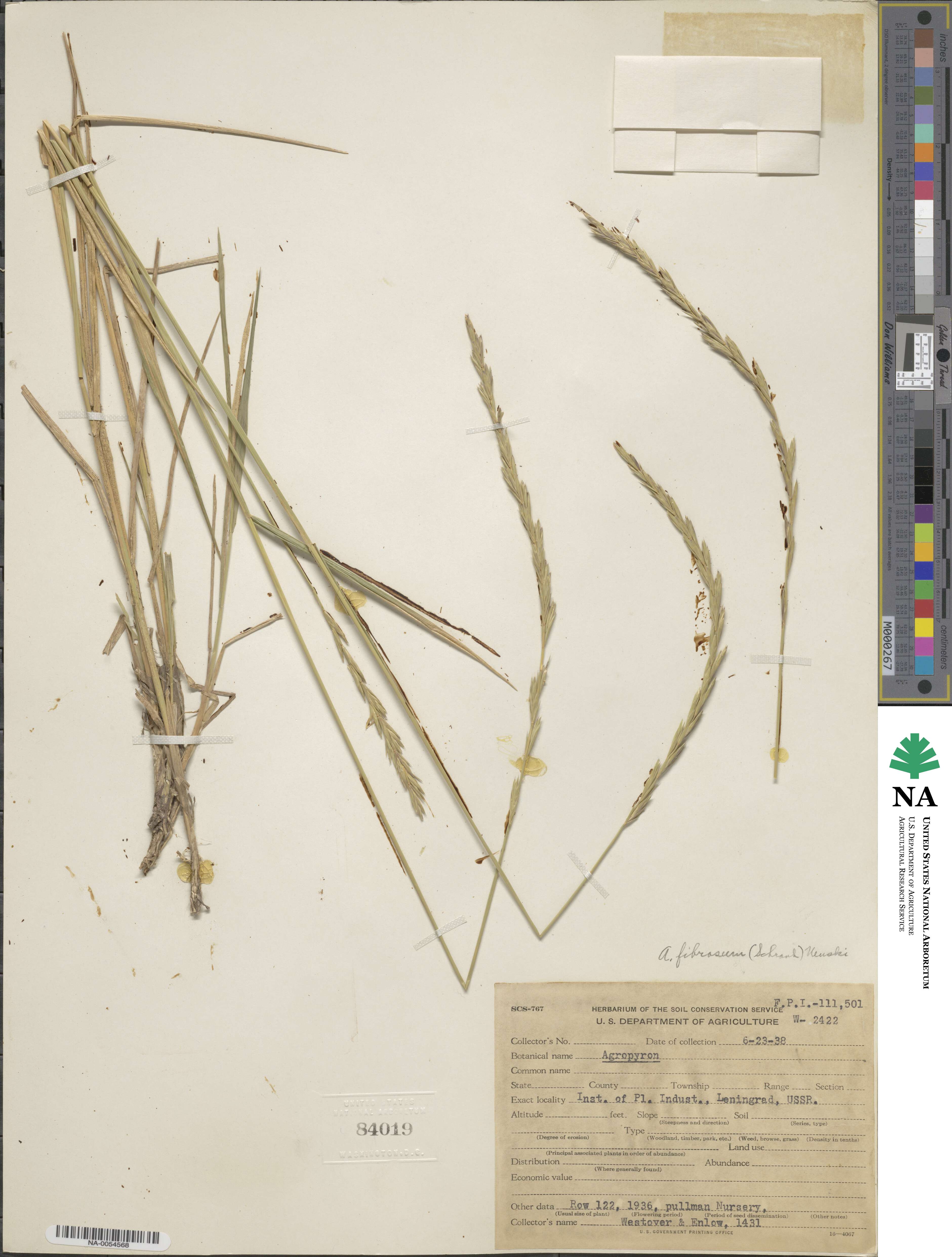 Elymus fibrosus image