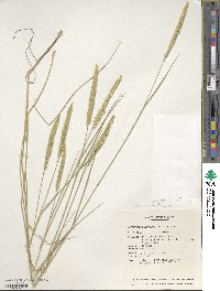 Agropyron fragile image