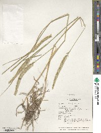 Agropyron fragile image