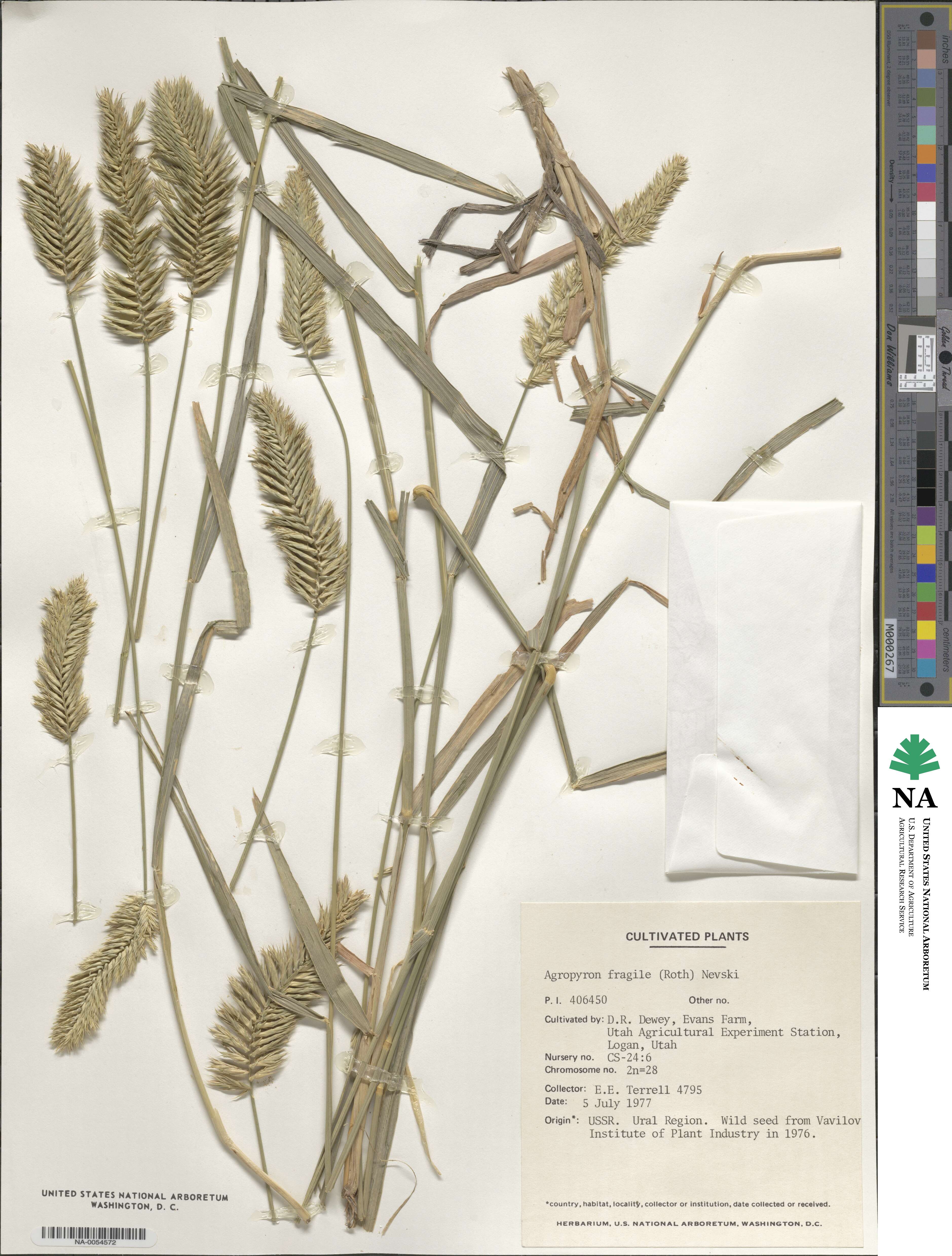 Agropyron fragile image