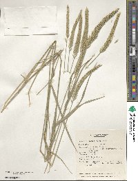 Agropyron fragile image