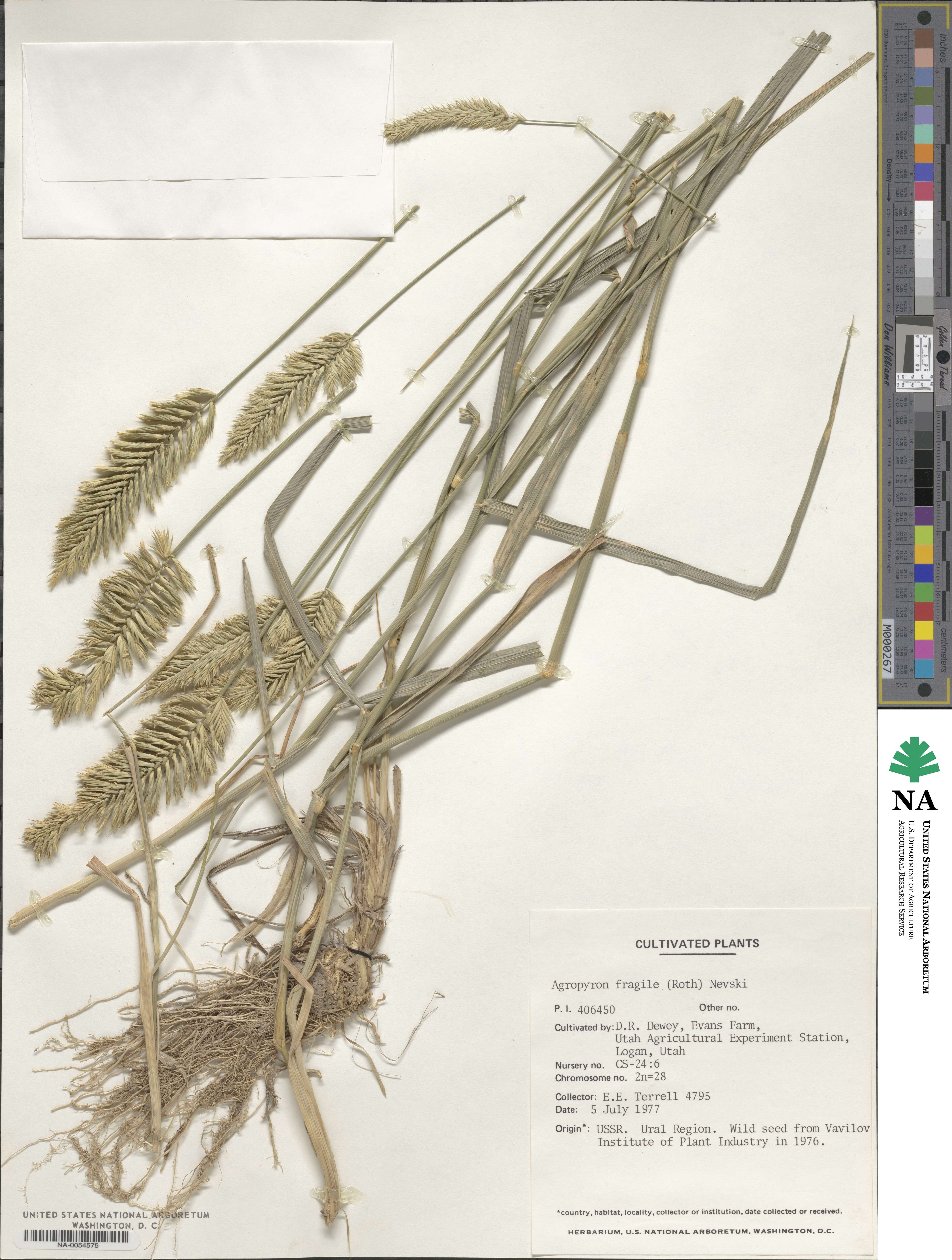 Agropyron fragile image