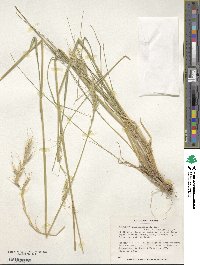 Image of Elymus glaucissimus