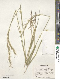 Elymus glaucissimus image