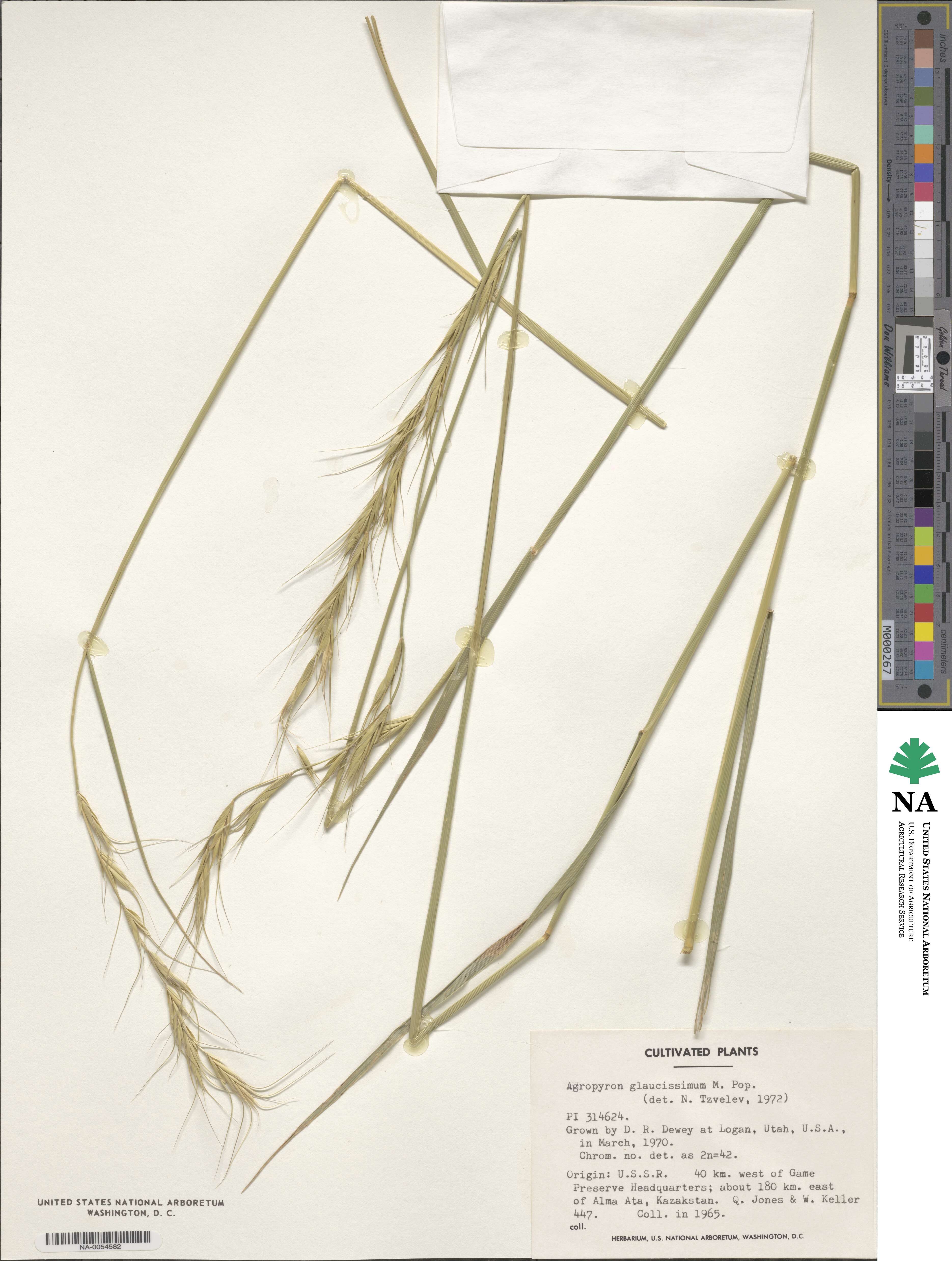 Elymus glaucissimus image