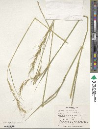 Elymus glaucissimus image