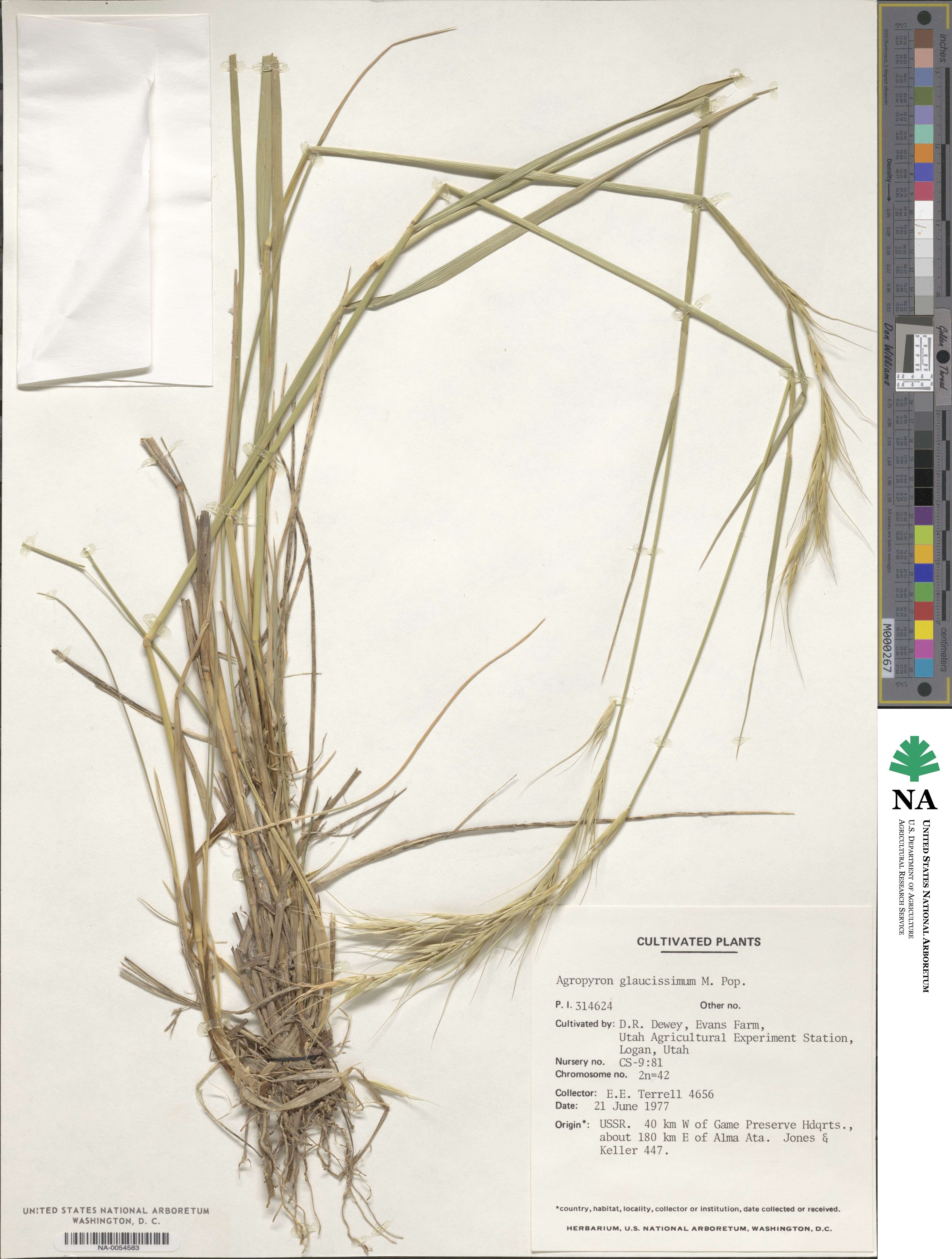 Elymus glaucissimus image