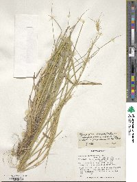 Elymus glaucissimus image