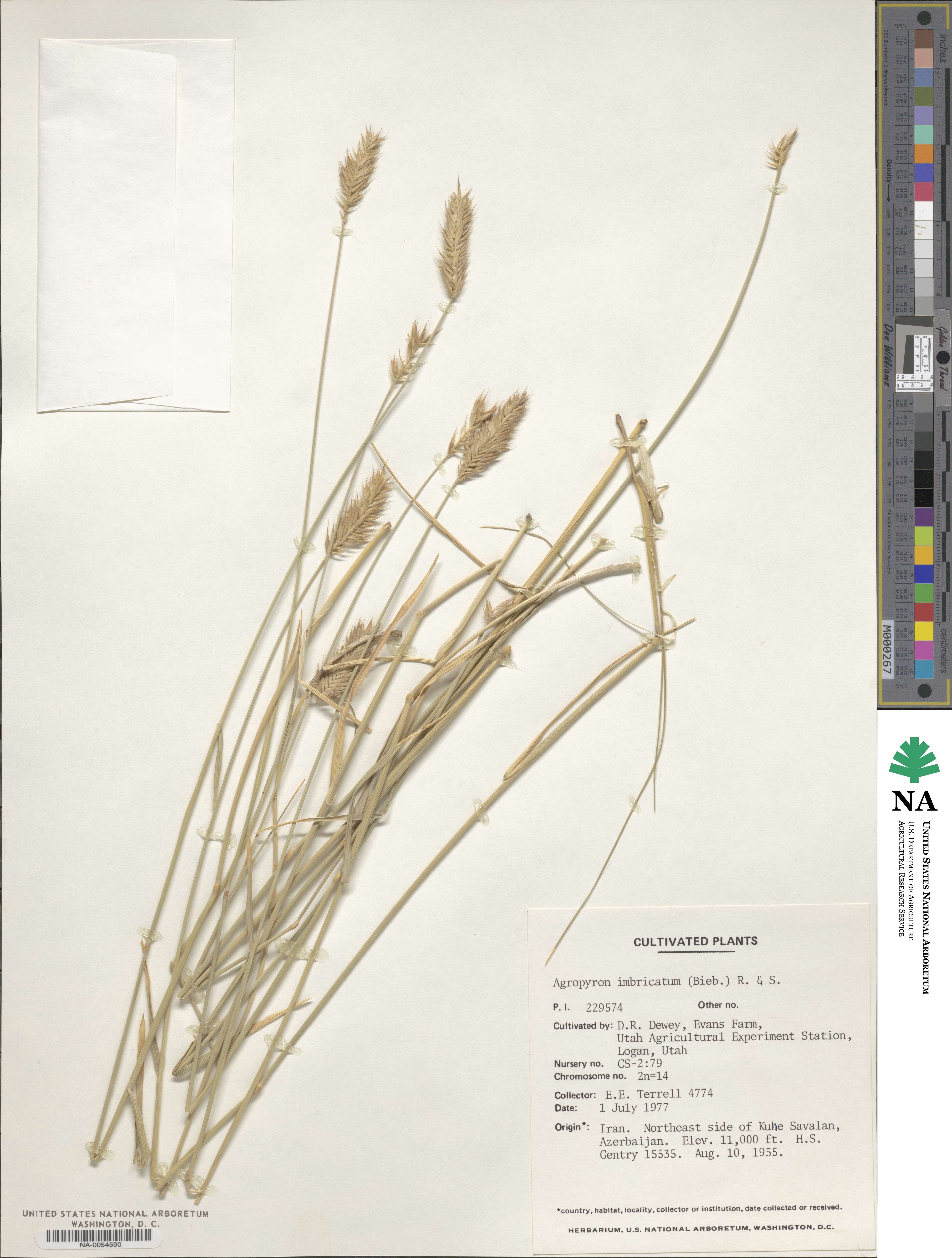 Agropyron cristatum image